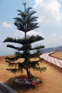Nilgiri tree