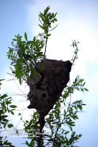 Nilgiri Nature, Ant colony