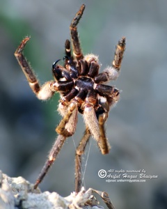Nilgiri Nature, Spider