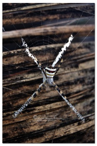 Nilgiri Nature, Spider