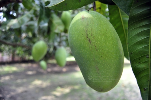 Mango of Kania Dighi Mango garden