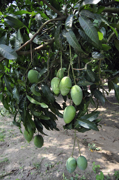 Kania Dighi Mango garden