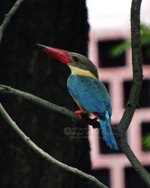 Storked-billed Kingfisher