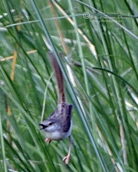 Grassbird