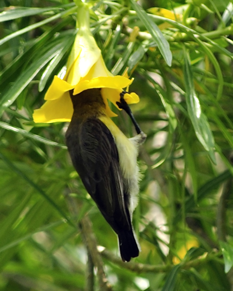 Purple Sunbird - Female